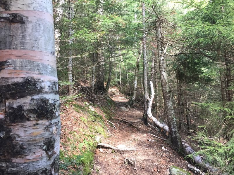 The bottom of the trail Hi-Cannon Trail meanders through a conifer forest.