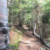 The bottom of the trail Hi-Cannon Trail meanders through a conifer forest.