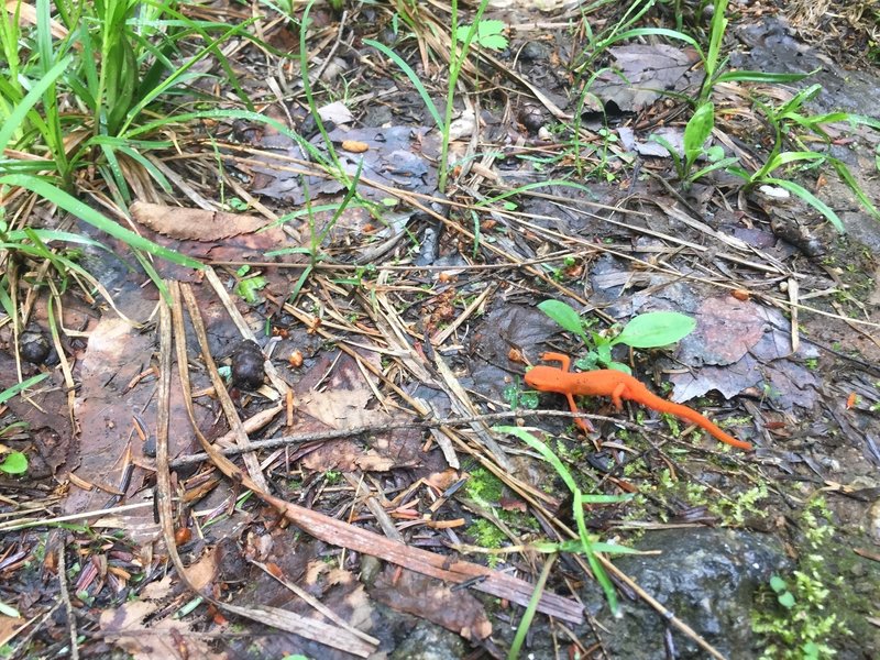 This little guy was crossing the trail when we found him.
