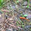 This little guy was crossing the trail when we found him.