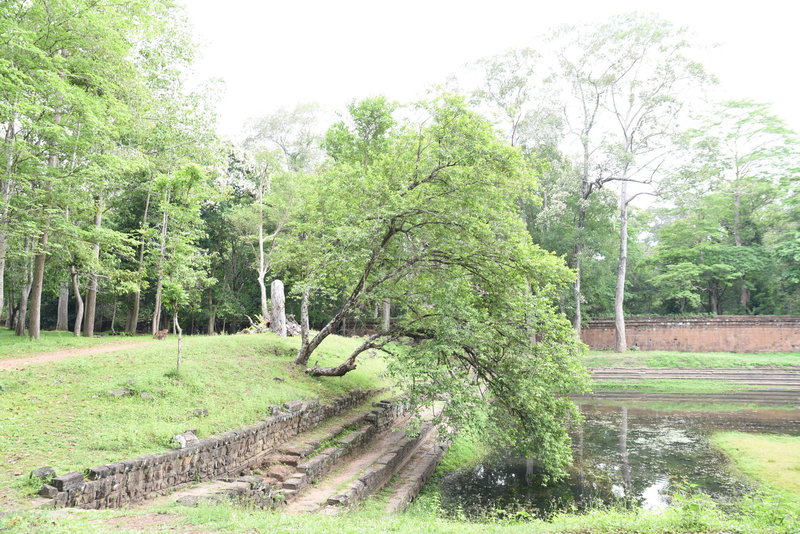 A small tree seems to lean down to touch the water of the royal ponds.