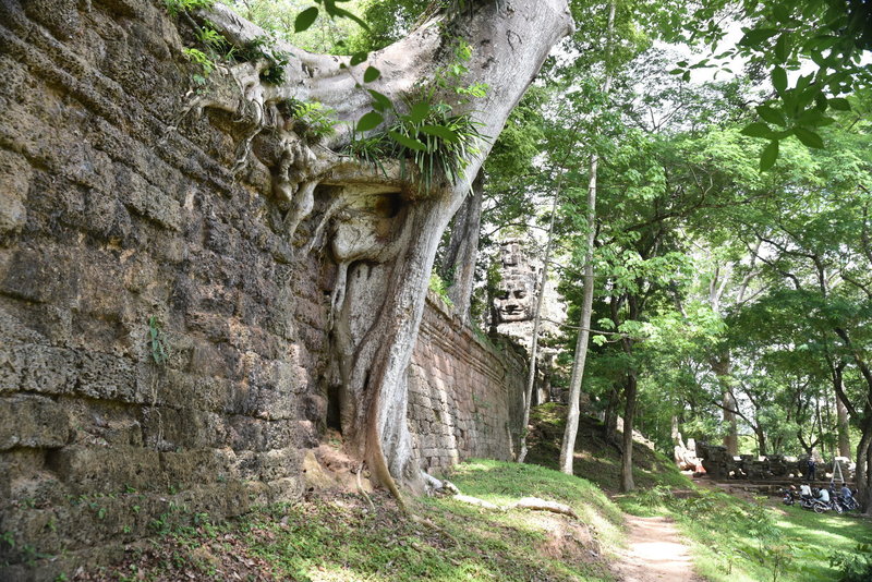 Occasionally, a tree will have taken root in the foundations. Outside the North Gate.