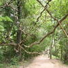 Section of the Angkor Thom Wall Trail between Prasat Chrung Northeast and Victory Gate