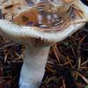 Fungi along the Canyon Rim Trail.