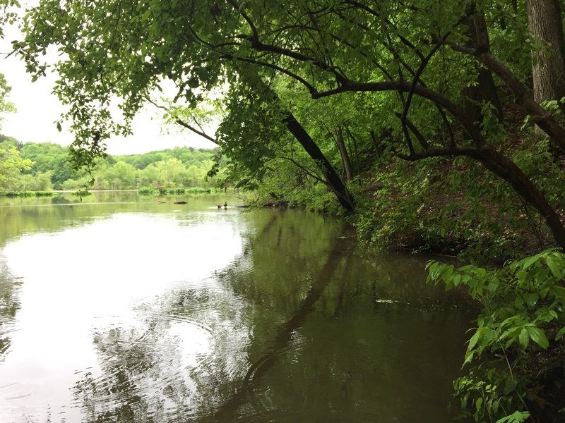 The trail hugs around several little quiet coves of the Chattahoochee.