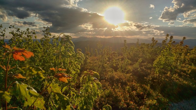 Low plants surround the Foss Mountain Trail.