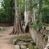 In some cases huge trees have taken root and grow out of the walls.