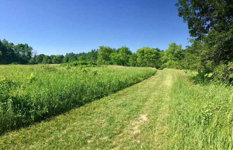 Portions of the Burkhardt Trail travel through tall grass that is mowed down to make travel easy.