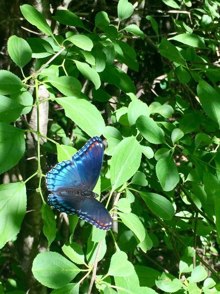 In the early summer, the bright wings of butterflies can be spotted along this trail.