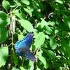 In the early summer, the bright wings of butterflies can be spotted along this trail.