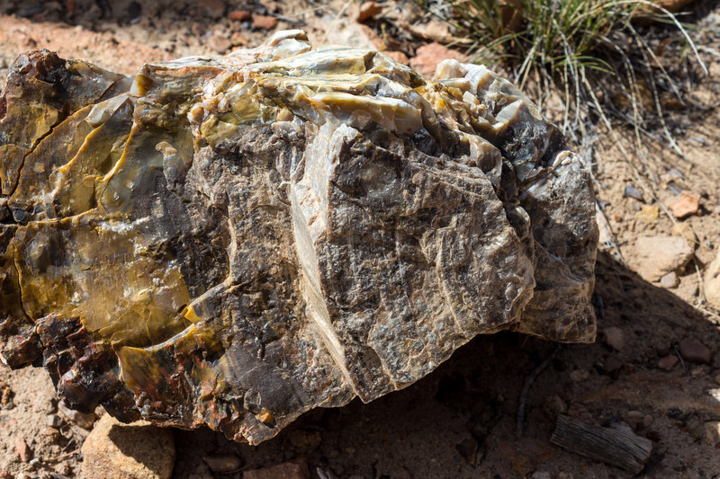 Petrified wood - with its annual growth rings still clearly visible.