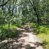 The Brown Trail travels through a shady corridor of trees.