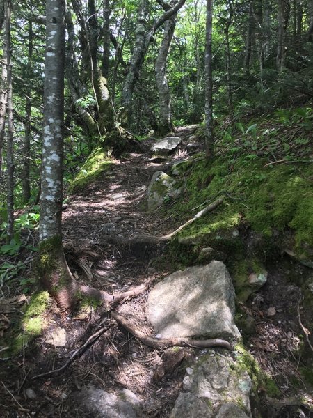 A steep and rough section of the Peekamoose-TAble Trail near Table Mountain.