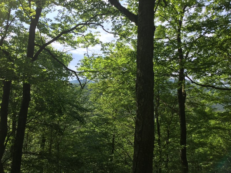 The west segment of the Phoenicia East Branch Trail is thickly shrouded by trees that block out the view of the mountains.