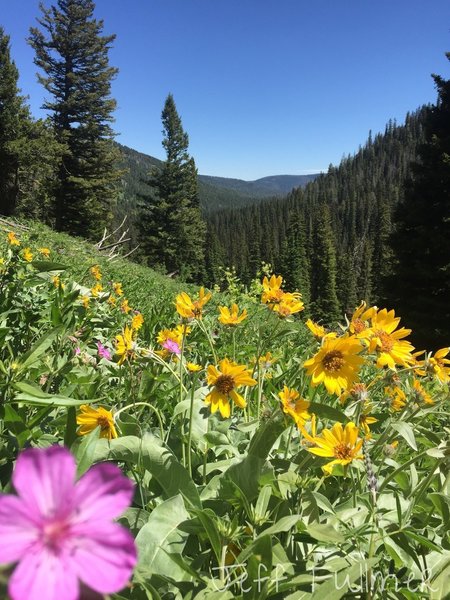 Don't forget to turn around on your way up and enjoy the views. Time the wildflowers right and they will be in full bloom.