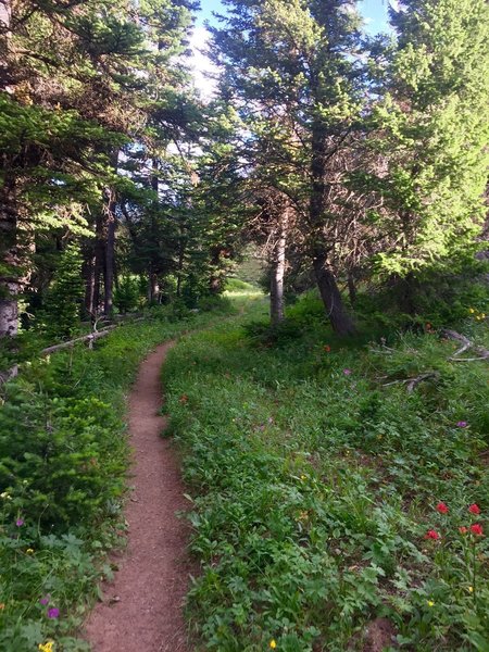 A gentle singletrack starts off this trail.