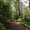 Upper Columbine Trail gently winds through the forest.