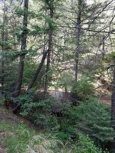 More shaded woodlands along the Upper Columbine Trail.