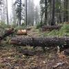 Fallen trees are always in the process of being cleared along the Mill Creek Trail.