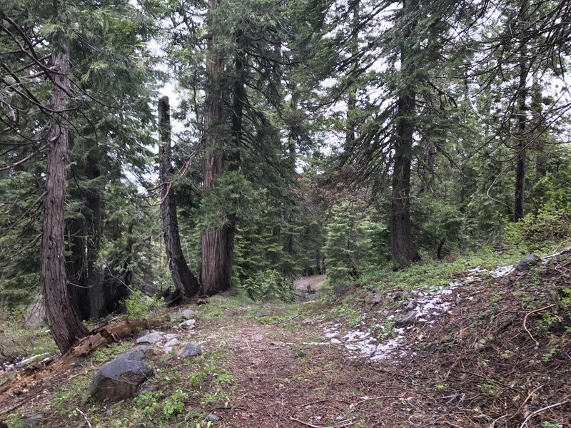 Mill Creek Trail travels along a soft forest tread for its length.