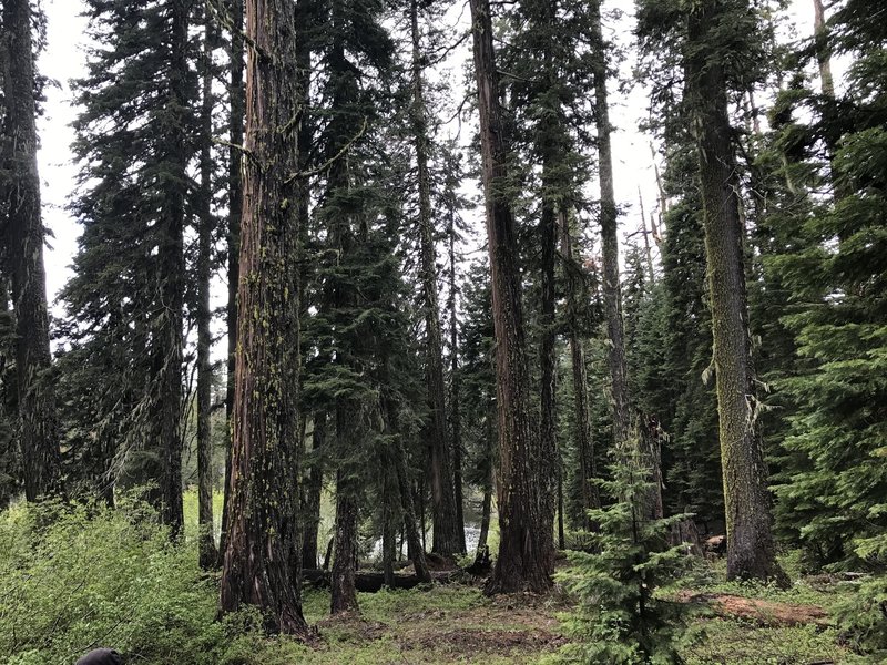 Old-growth forests flourish at Mill Creek Lake in Six Rivers National Forest.