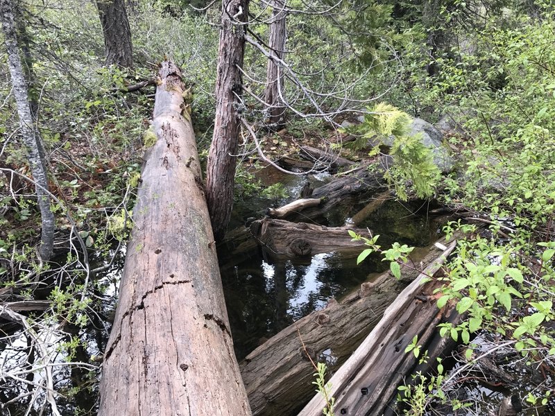 Mill Creek Lake lets out below this tree-crossing in Six Rivers National Forest.