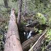 Mill Creek Lake lets out below this tree-crossing in Six Rivers National Forest.