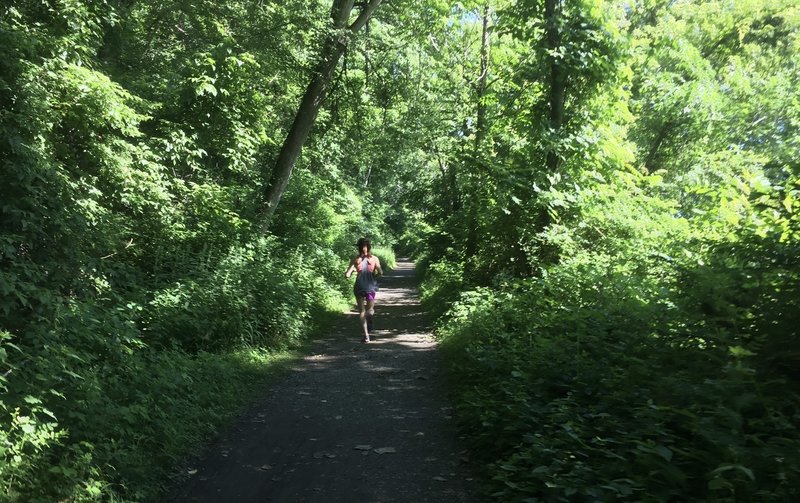 The  Lower Susquehana Greenway Trail is surrounded by a beautiful green tunnel.