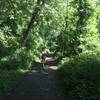 The  Lower Susquehana Greenway Trail is surrounded by a beautiful green tunnel.