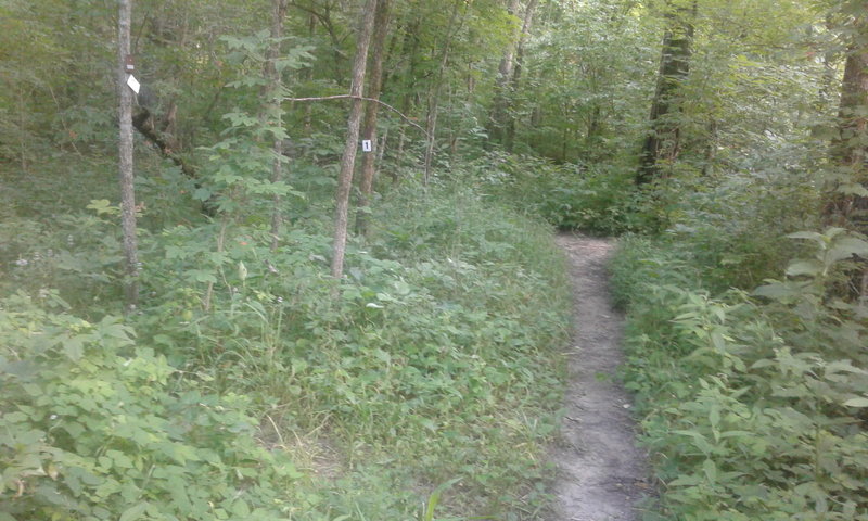 #1 Connector Trail meets the Gans Creek Main Loop. It's a potentially confusing spot. South trails go to Gans Creek Trailhead and north to Wagonwheel Trailhead.