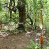 Monk's robes can be found tied to treees along the trail.