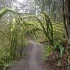 Beautiful moss arches droop over the Northwest Timber Trail.