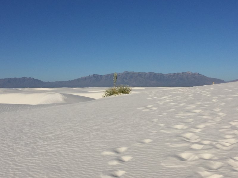 White Sands National Monument is an incredible area!