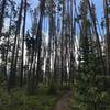 Travel through the pine forest on the way to Salmon Lake.