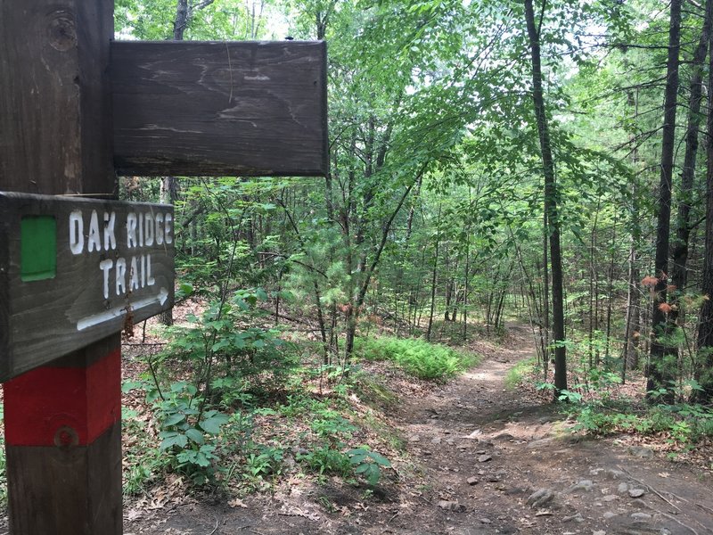 This sign marks the beginning of Oak Ridge Trail at the intersection with Haselton Farm Trail.