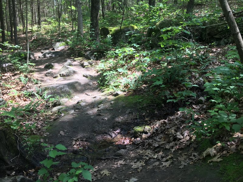 The Acorn Trail has enough rocks in the tread that you'll want to pay attention to your foot placement.