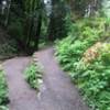 Look out for Root Tree at this Creek Trail fork on the Hoyt Arboretum Loop