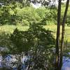 Moose Pond is shaded from the afternoon sun by tall deciduous trees.