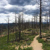 A singed forest is all that's left along this portion of Bear Peak West Ridge.