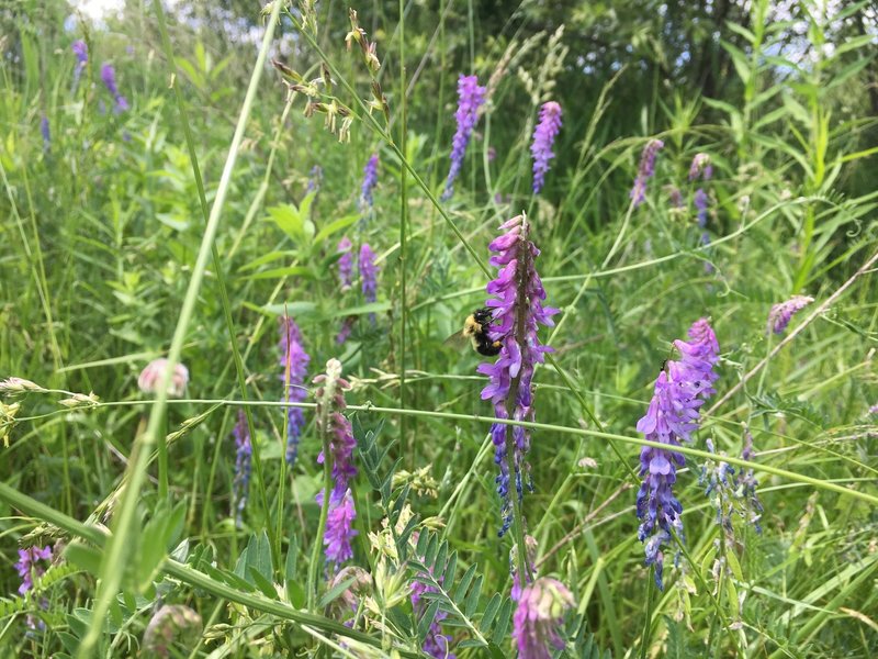 Flowers bloom in the verdant meadow alongside Otter Way.