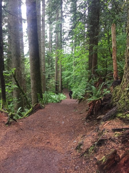 The Twin Falls Trail's smooth, wide tread permits easy passing of other trail users.