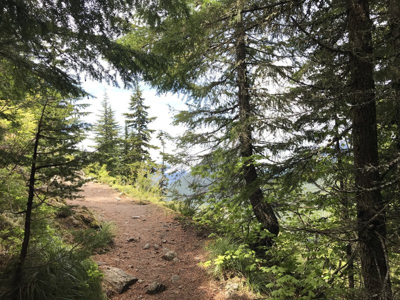 The forest briefly opens up as you start descending the far side of Rampart Ridge, giving you a great view of Mt. Rainier when it's clear out.