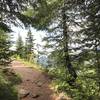 The forest briefly opens up as you start descending the far side of Rampart Ridge, giving you a great view of Mt. Rainier when it's clear out.