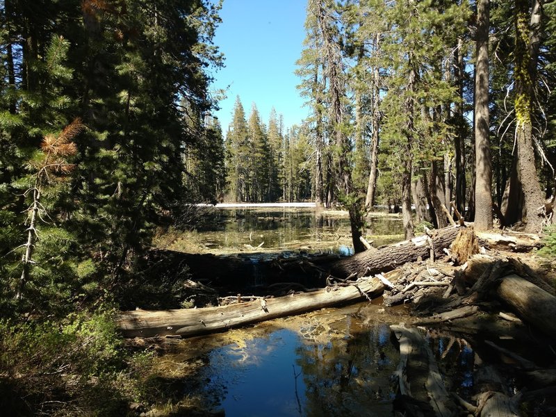 This shady, forested lake provides a pleasant sight along the Salmon Lake Trail.