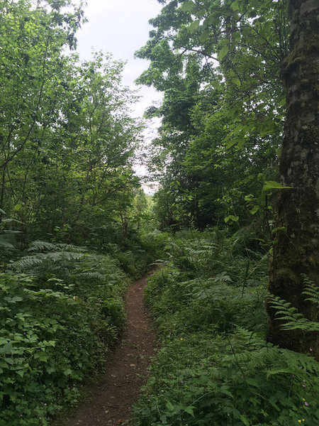 Beautiful singletrack at Soaring Eagle.