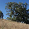 A looming tree stands along the Five Oaks Trail.