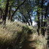 Trees and grass enclose parts of the Five Oaks Trail.