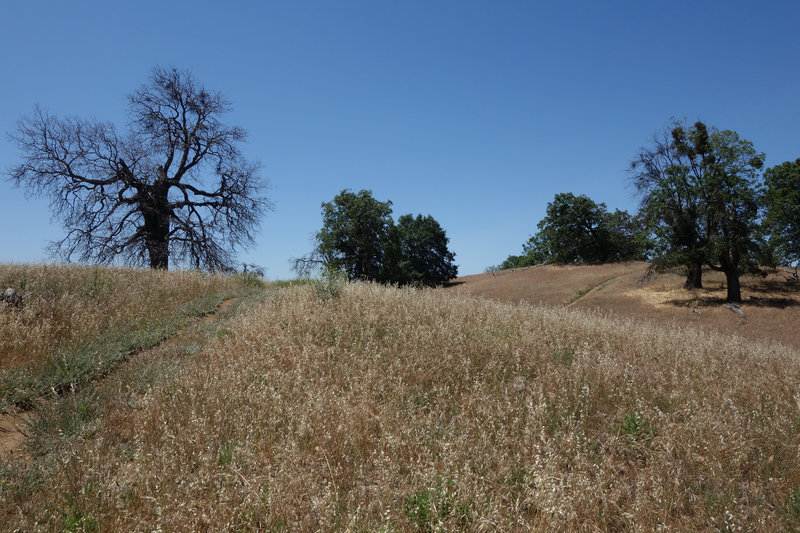 Trees dot a grassy field at the junction of the Five Oaks Trail and the main Volcan Mountain trail.