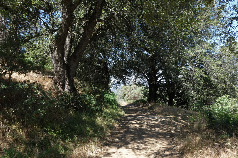 Enjoy this shady section of the trail as you make your way up Volcan Mountain.