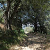 Enjoy this shady section of the trail as you make your way up Volcan Mountain.